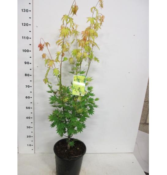 Acer shirasawanum Jordan C10 Lit. 80-100 cm