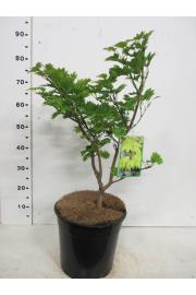 Acer shirasawanum Aureum C10 Lit. 50-60 cm