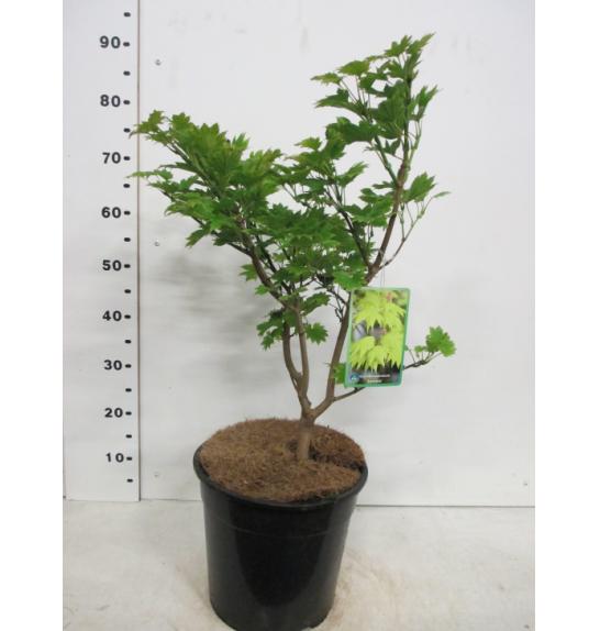Acer shirasawanum Aureum C10 Lit. 50-60 cm