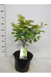 Acer shirasawanum Aureum C10 Lit. 40-50 cm