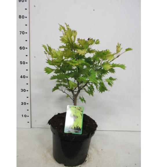Acer shirasawanum Aureum C10 Lit. 40-50 cm