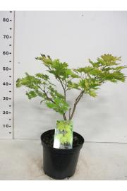 Acer shirasawanum Aureum C10 Lit. 30-40 cm