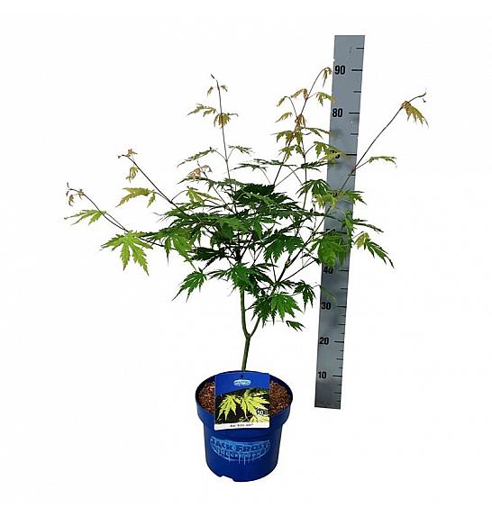 Acer pseudosieboldianum Arctic Jade® C5 Lit. 50-60 cm
