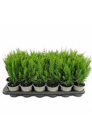 Thuja occidentalis Danica Ø9