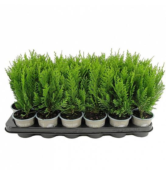 Thuja occidentalis Danica Ø9