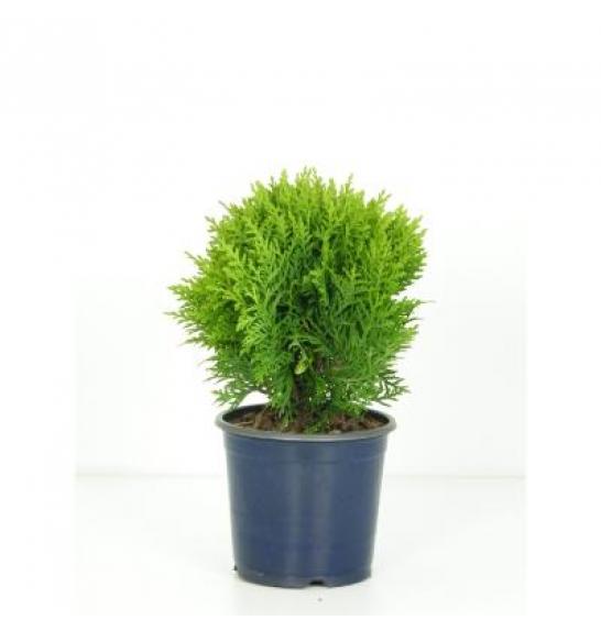 Thuja occidentalis Danica Ø15 20-30 cm