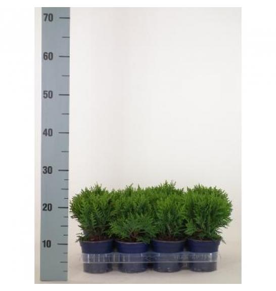 Thuja occidentalis Danica Ø11 10-15 cm