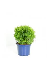 Thuja occidentalis Danica C5 Lit. 30-40 cm