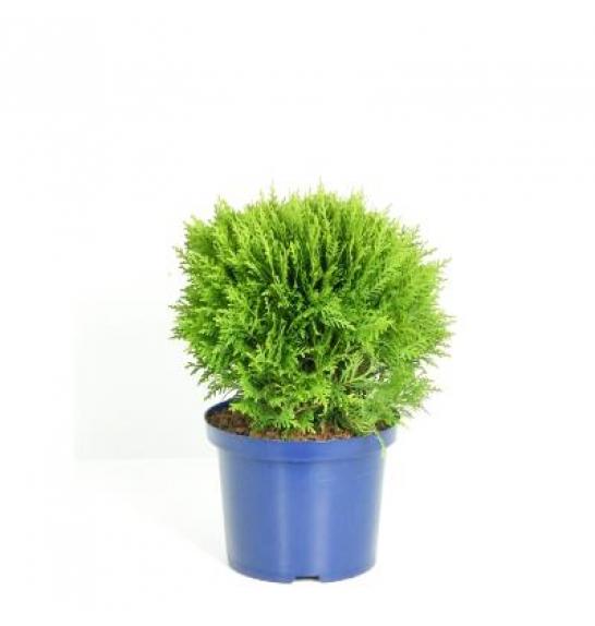 Thuja occidentalis Danica C5 Lit. 30-40 cm