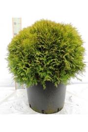Thuja occidentalis Danica C25 Lit. 60-70 cm
