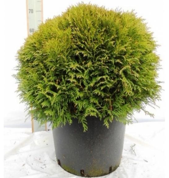 Thuja occidentalis Danica C25 Lit. 60-70 cm