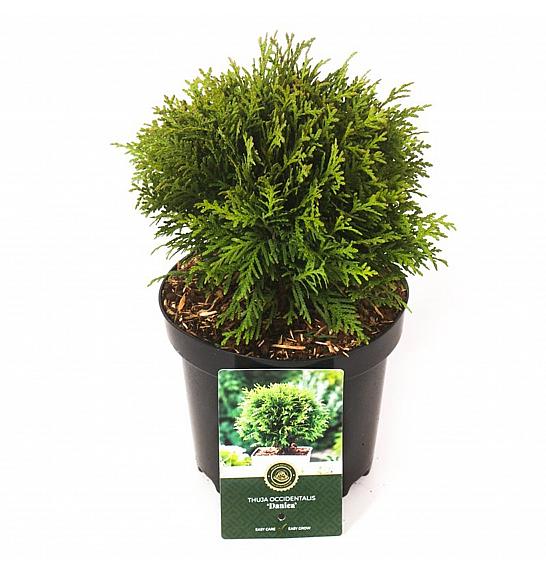 Thuja occidentalis Danica C2,5 Lit. 20-25 cm