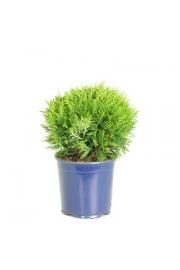 Thuja occidentalis Danica C2 Lit. 20-30 cm