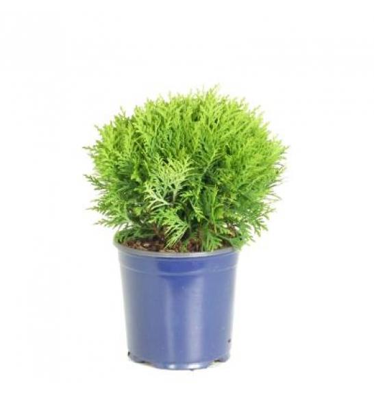Thuja occidentalis Danica C2 Lit. 20-30 cm