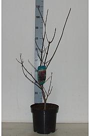 Acer palmatum Trompetenburg C7,5 Lit. 60-80 cm