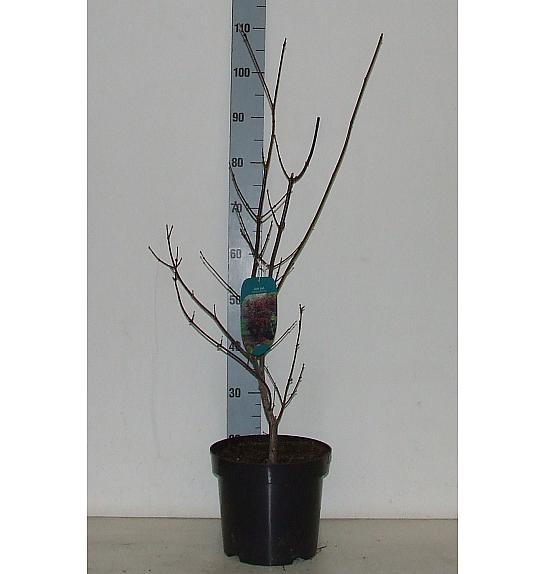 Acer palmatum Trompetenburg C7,5 Lit. 60-80 cm