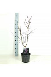 Acer palmatum Trompenburg C5 Lit. 50-60 cm