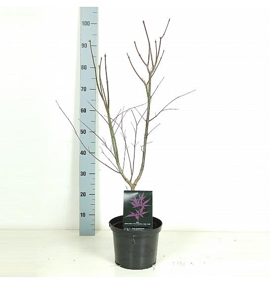 Acer palmatum Trompenburg C5 Lit. 50-60 cm