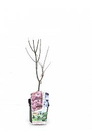 Acer palmatum Trompenburg C3 Lit. 30-40 cm