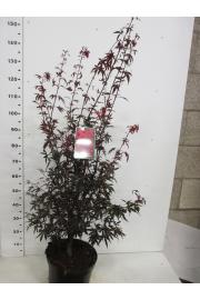 Acer palmatum Skeeters Broom C10 Lit. 80-100 cm