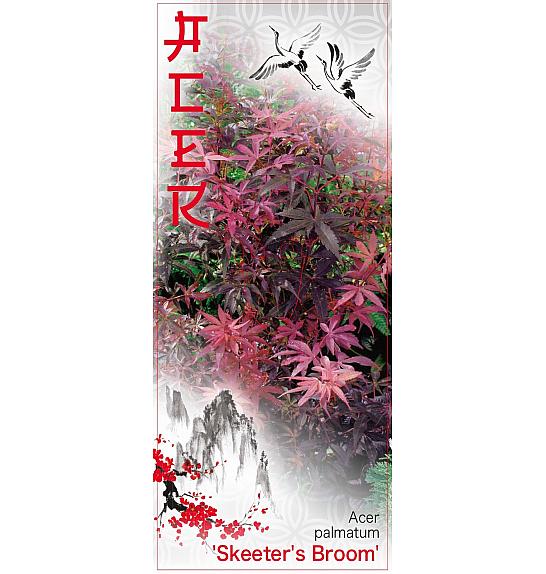 Acer palmatum Skeeter´s Broom C7,5 Lit. 60-80 cm