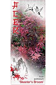 Acer palmatum Skeeter's Broom C7,5 Lit. 60-80 cm
