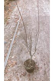 Acer palmatum Skeeter´s Broom C5 Lit. 50-60 cm