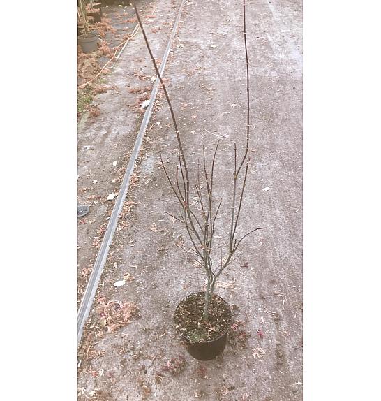 Acer palmatum Skeeter´s Broom C5 Lit. 50-60 cm