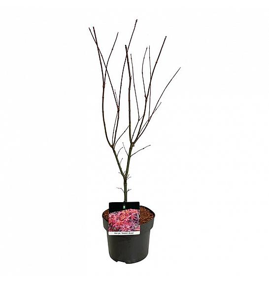 Acer palmatum Skeeters Broom C5 Lit. 50-60 cm