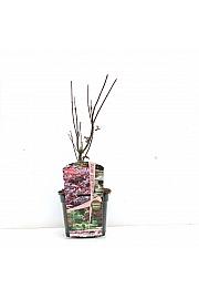 Acer palmatum Skeeter´s Broom C3 Lit. 30-40 cm
