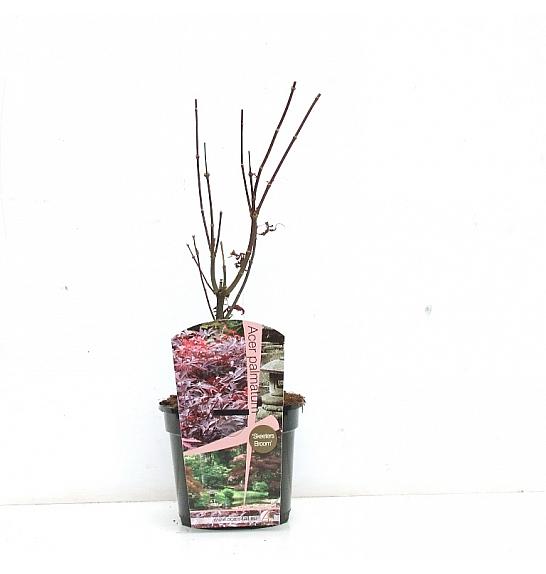 Acer palmatum Skeeter´s Broom C3 Lit. 30-40 cm