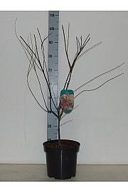 Acer palmatum Shindeshojo C7,5 Lit. 60-80 cm