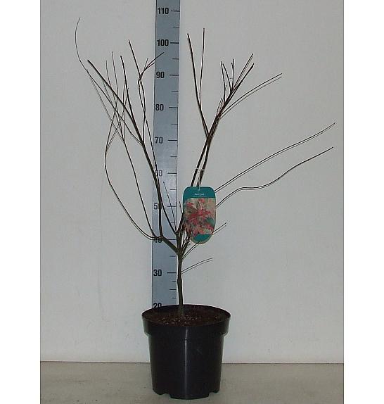 Acer palmatum Shindeshojo C7,5 Lit. 60-80 cm