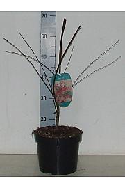 Acer palmatum Shindeshojo C5 Lit. 50-60 cm