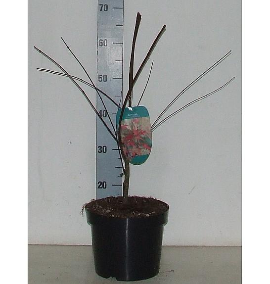 Acer palmatum Shindeshojo C5 Lit. 50-60 cm