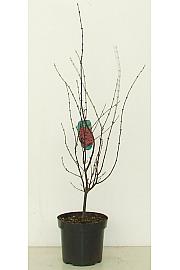 Acer palmatum Shaina C7,5 Lit. 60-80 cm