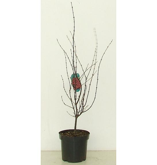 Acer palmatum Shaina C7,5 Lit. 60-80 cm