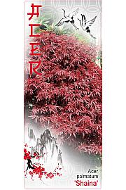 Acer palmatum Shaina C5 Lit. 50-60 cm