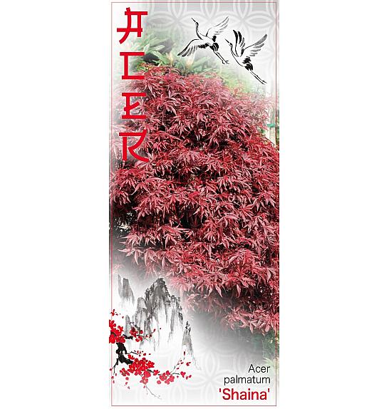 Acer palmatum Shaina C5 Lit. 50-60 cm
