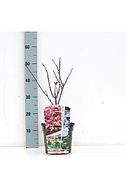 Acer palmatum Shaina C3 Lit. 30-50 cm