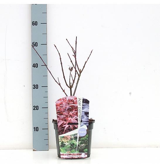 Acer palmatum Shaina C3 Lit. 30-50 cm