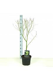 Acer palmatum Seiryu C7,5 Lit. 60-80 cm