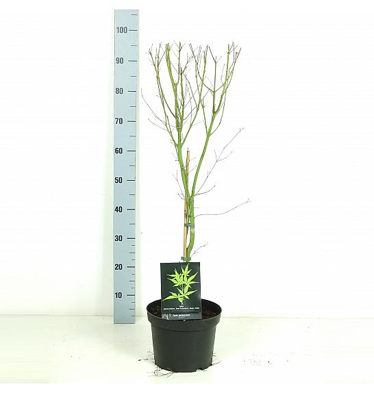 Acer palmatum Seiryu C5 Lit. 50-60 cm