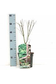 Acer palmatum Seiryu C3 Lit. 30-50 cm