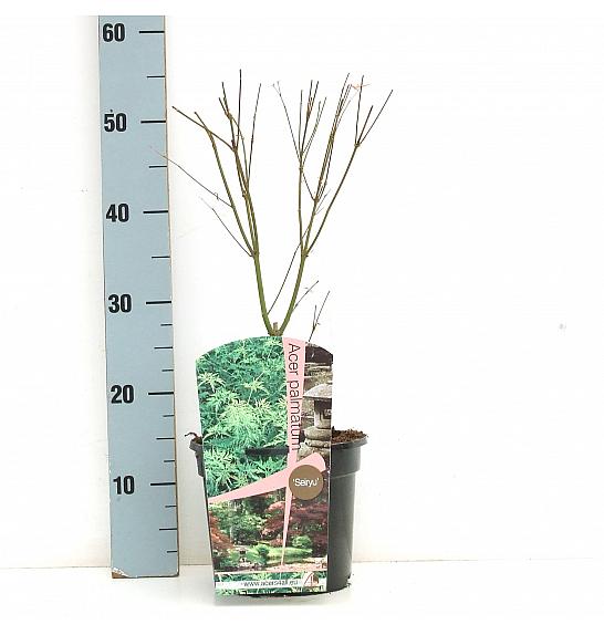 Acer palmatum Seiryu C3 Lit. 30-50 cm
