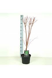 Acer palmatum Sangokaku C7,5 Lit. 60-80 cm