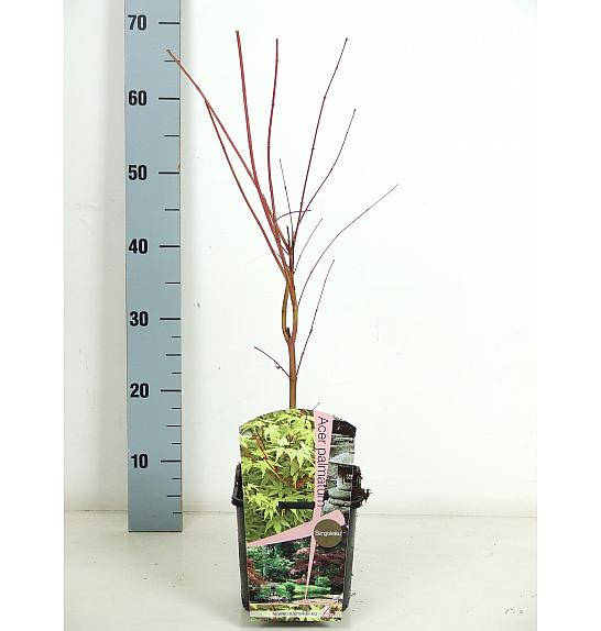 Acer palmatum Sangokaku C3 Lit. 30-40 cm
