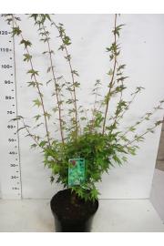 Acer palmatum Sangokaku C10 Lit. 80-100 cm