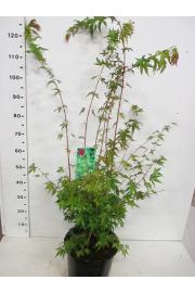 Acer palmatum Sangokaku C10 Lit. 100-125 cm