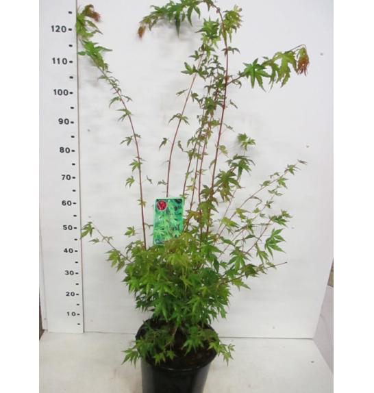 Acer palmatum Sangokaku C10 Lit. 100-125 cm